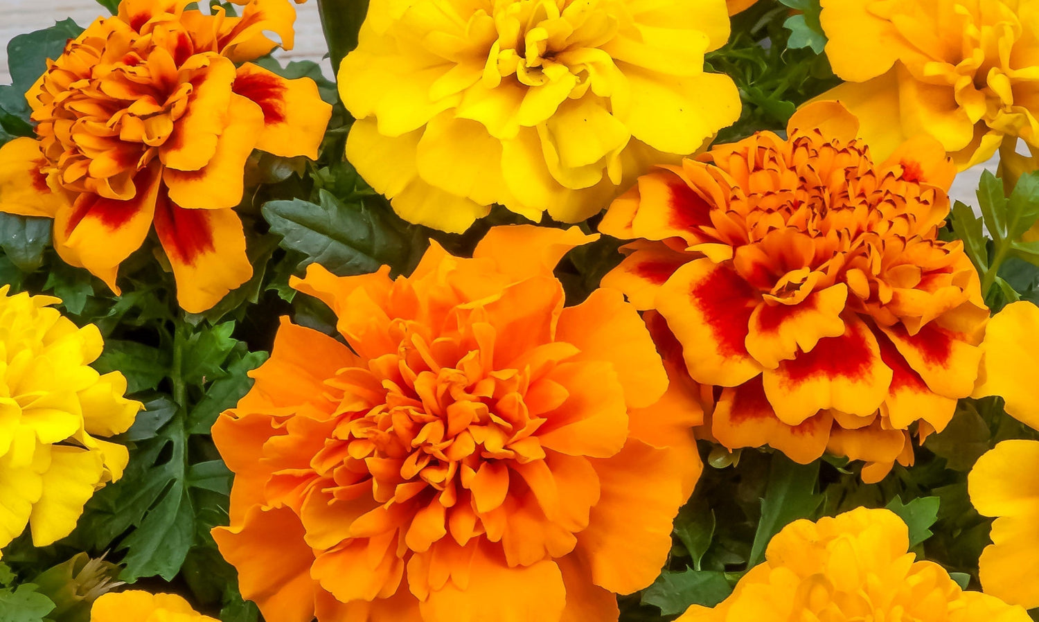 French Marigolds