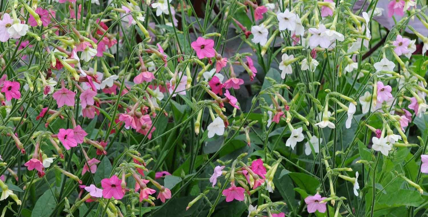 Nicotiana Seeds