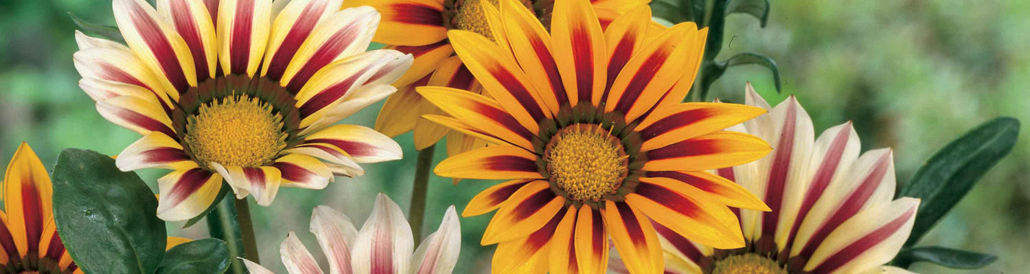 Gazania Seeds