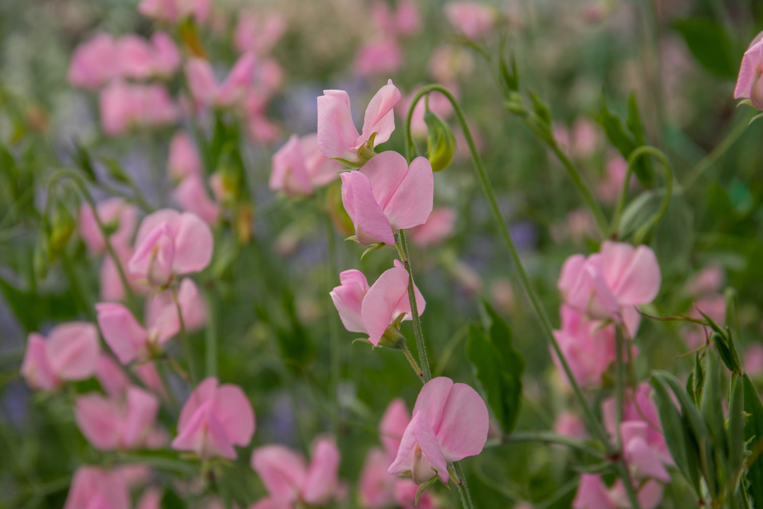 sweet peas