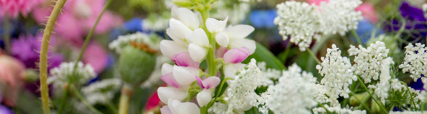 Lupin Seeds