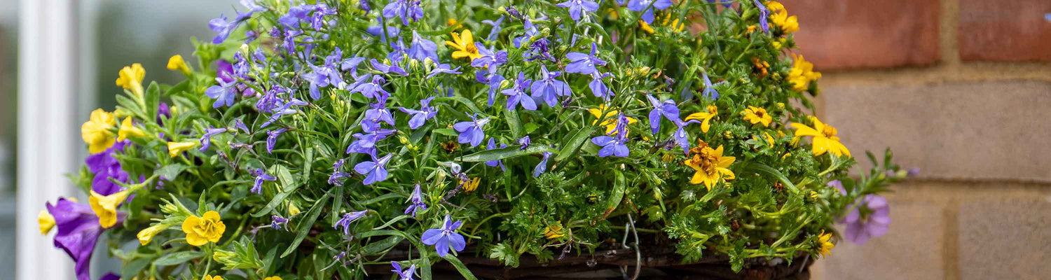 Hanging Baskets & Accessories