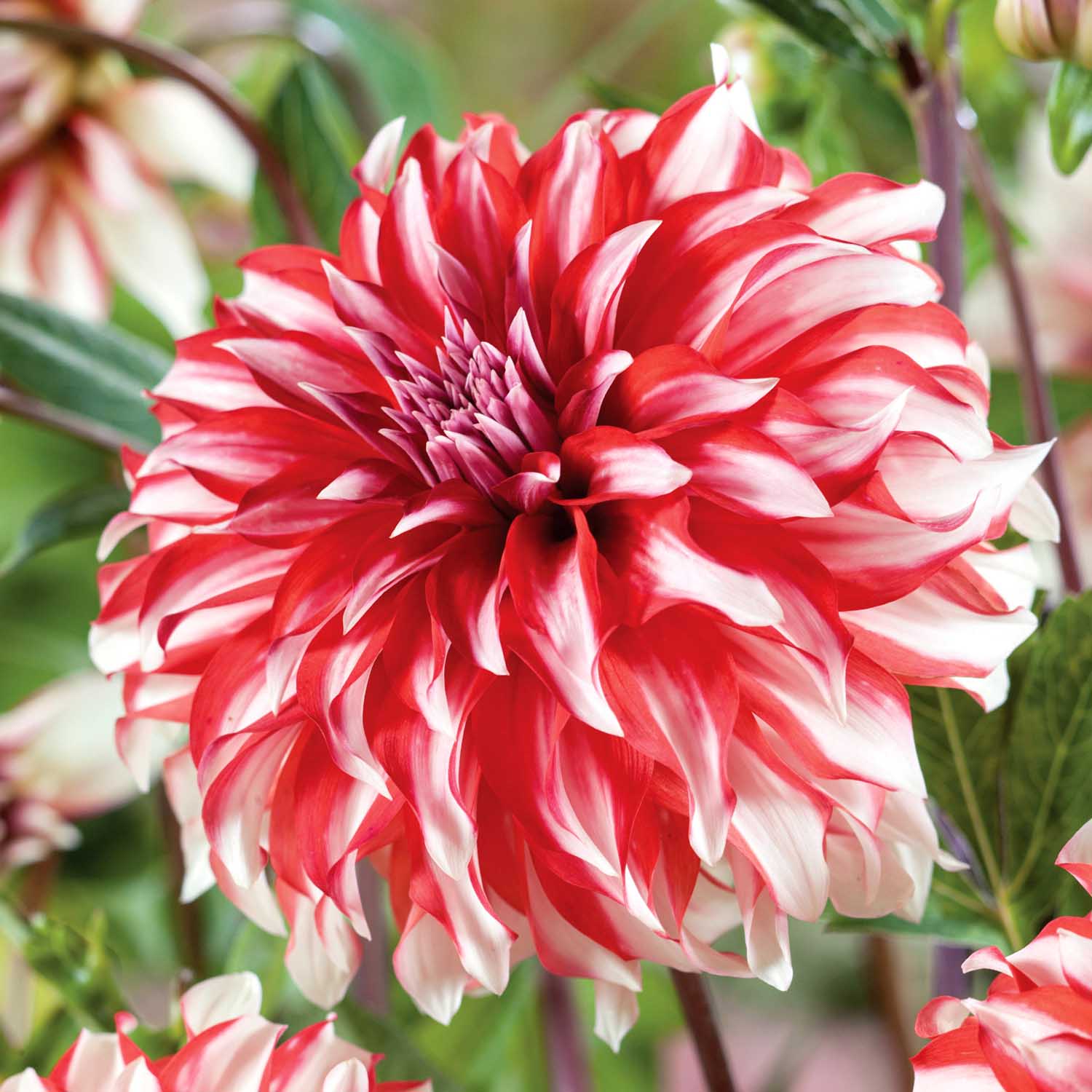 Red Summer Bulbs