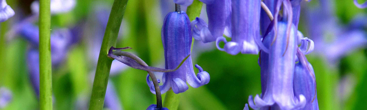 Bluebell Bulbs