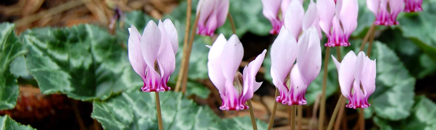 Cyclamen Bulbs