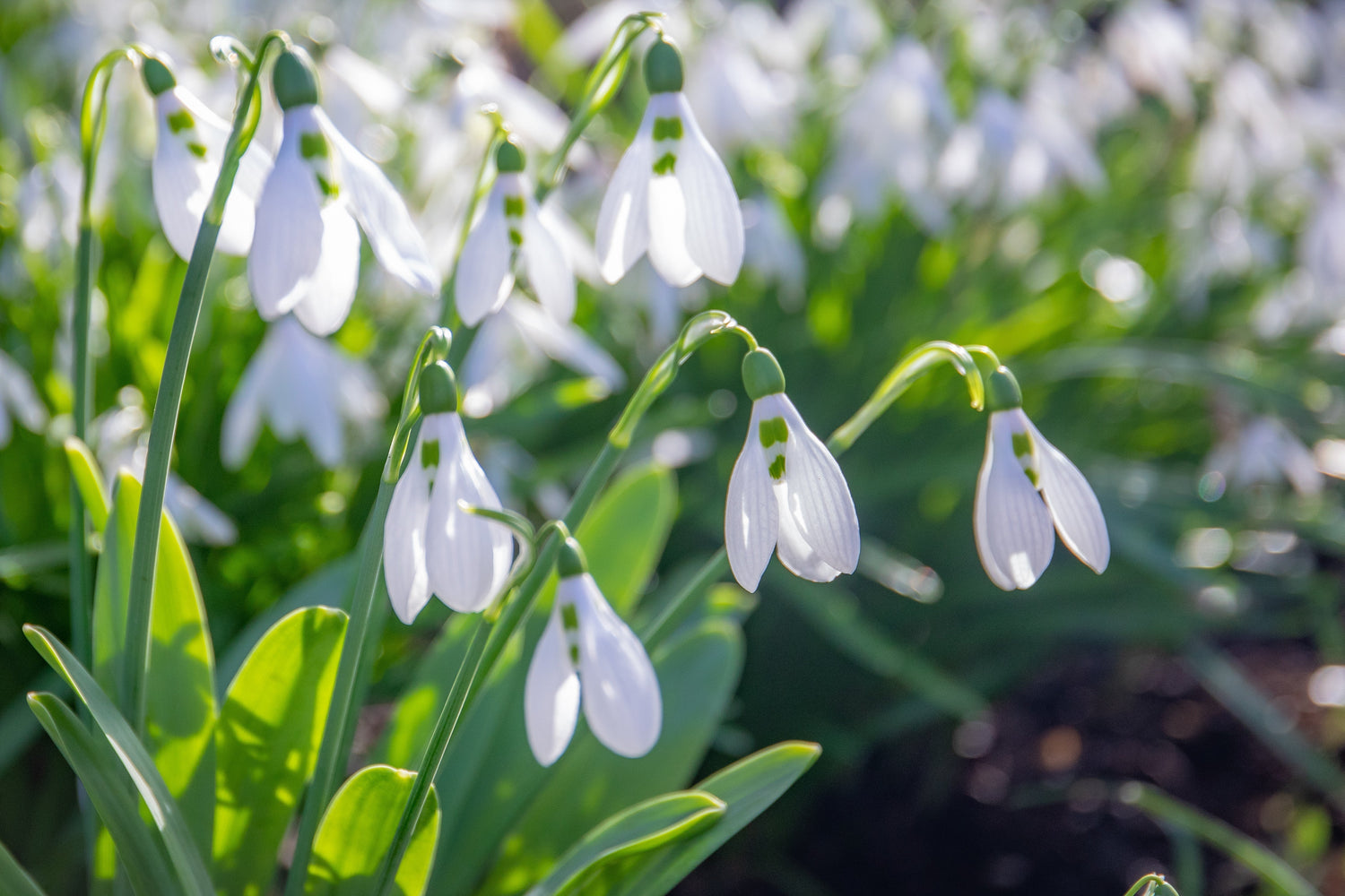 Flower Bulbs