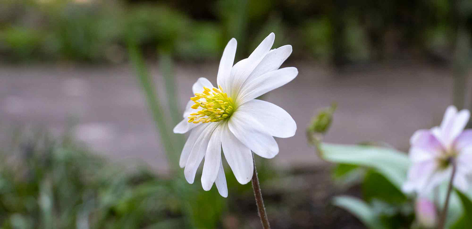 Anemone Bulbs