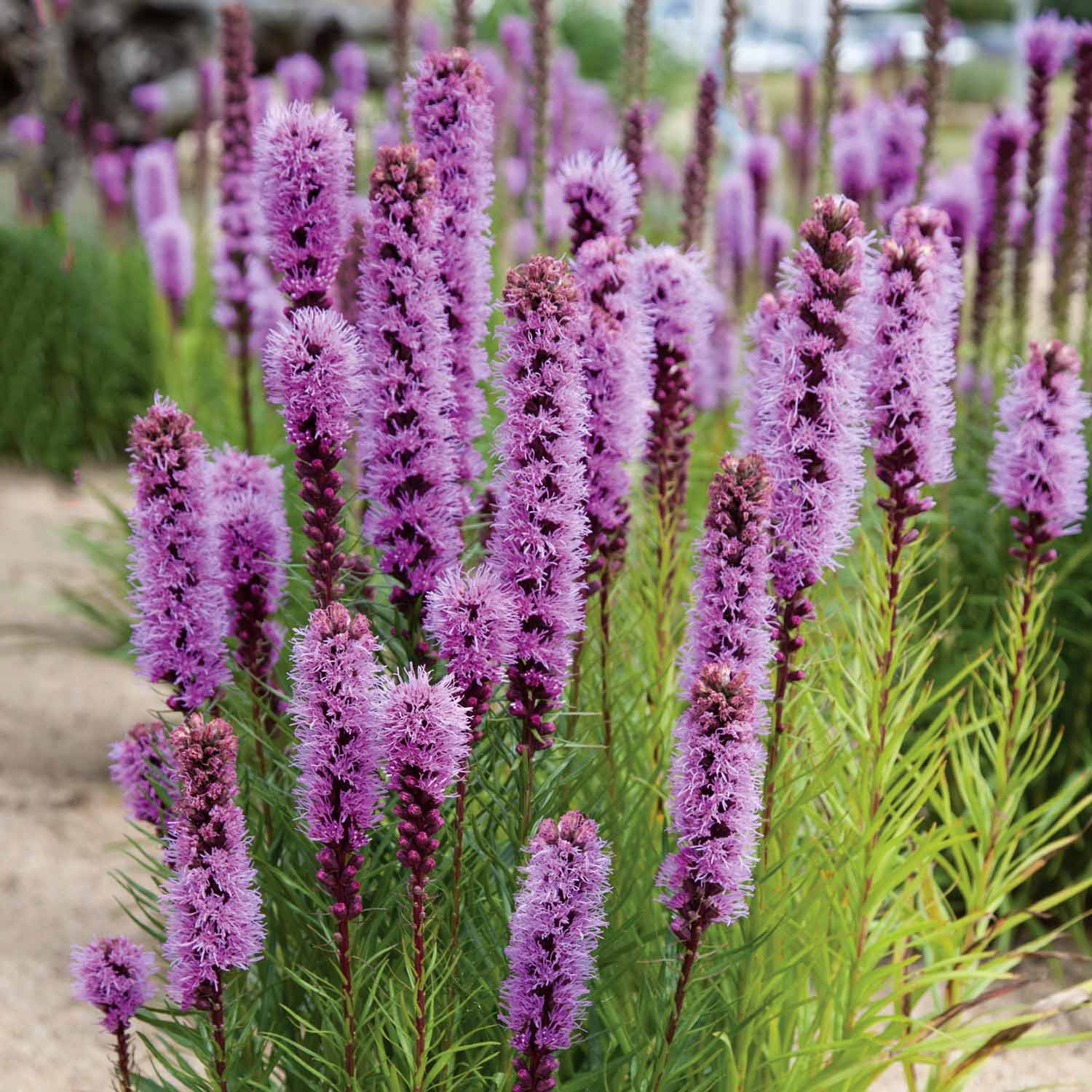 Purple Summer Bulbs