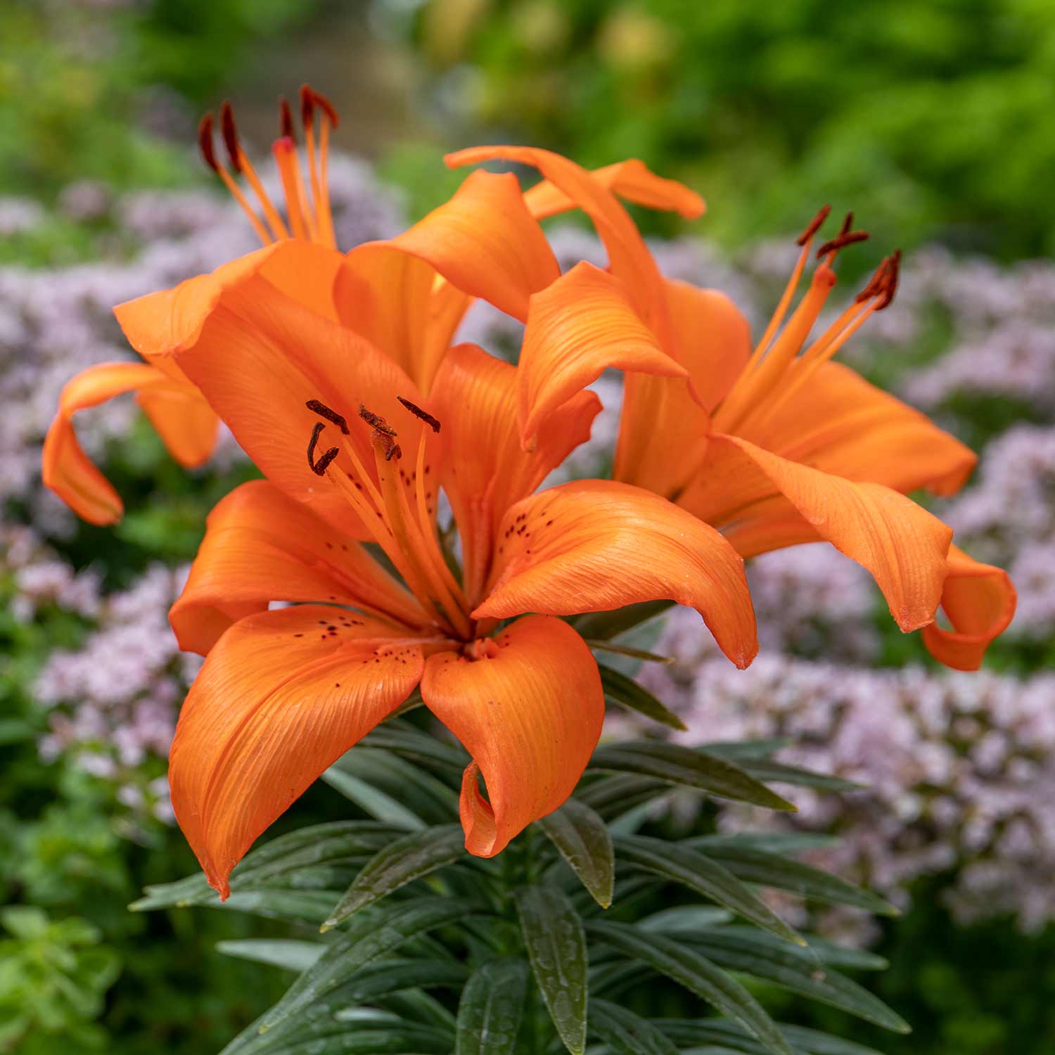 Orange Summer Bulbs