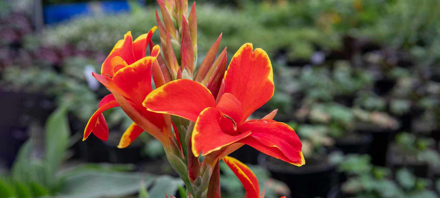 Canna Bulbs