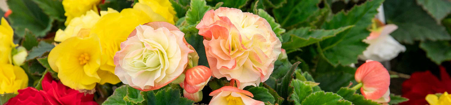 Begonia Tubers