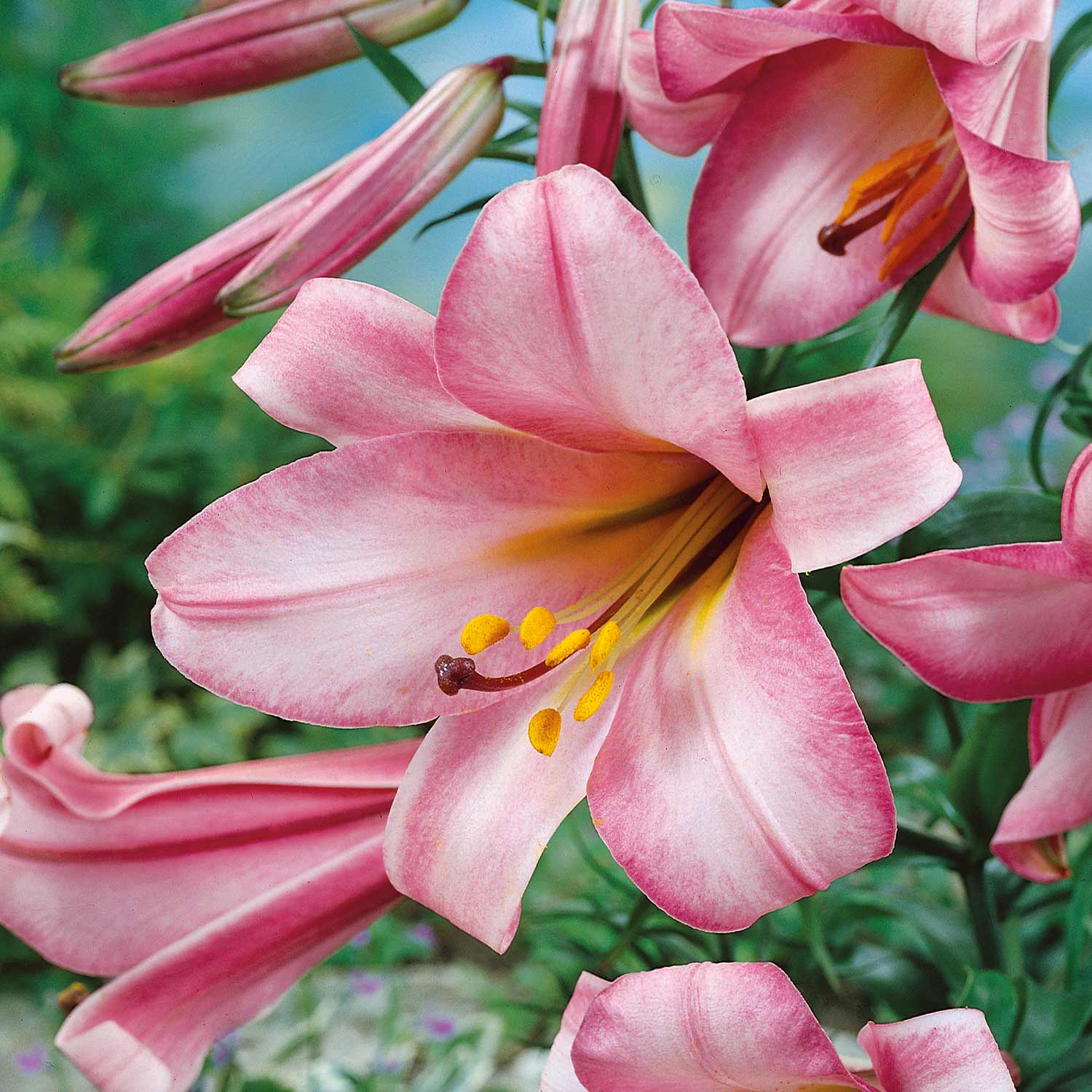 Pink Summer Bulbs