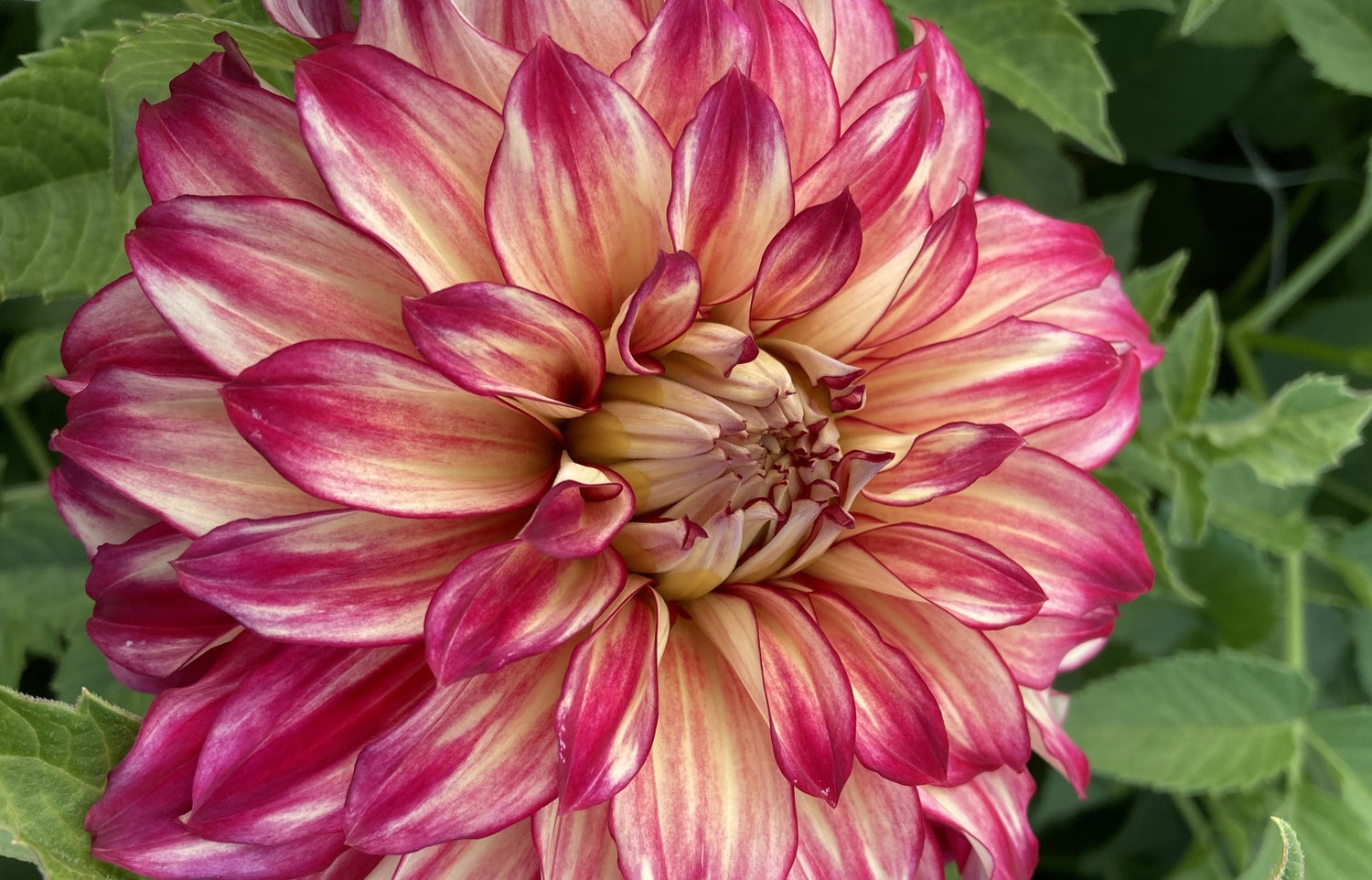 Dahlia Tubers Offer