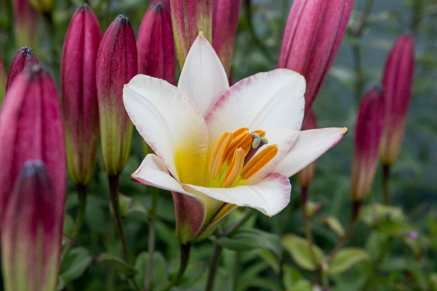 Lily Bulbs