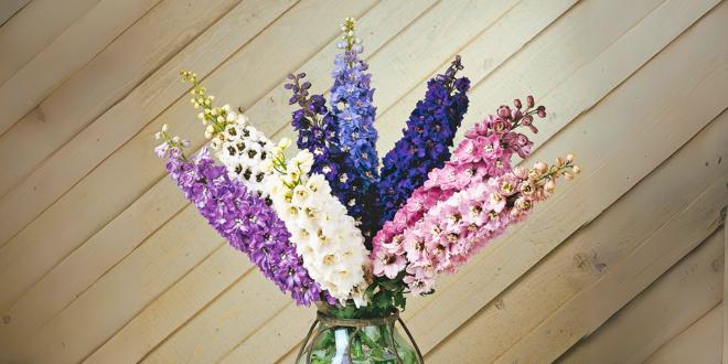 pink purple and white delphiniums in vase