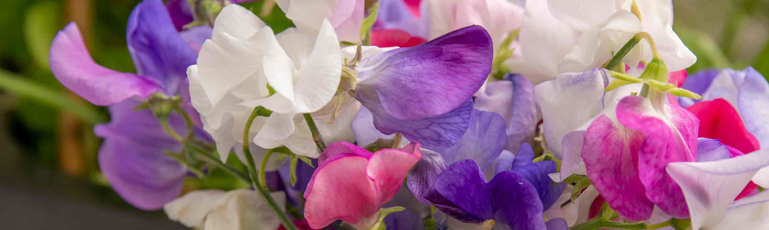 Garden News GNR102