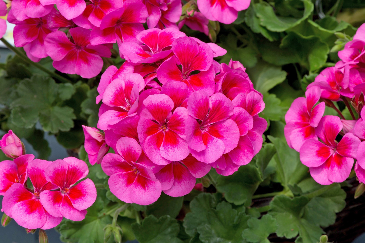 Bedding Plants