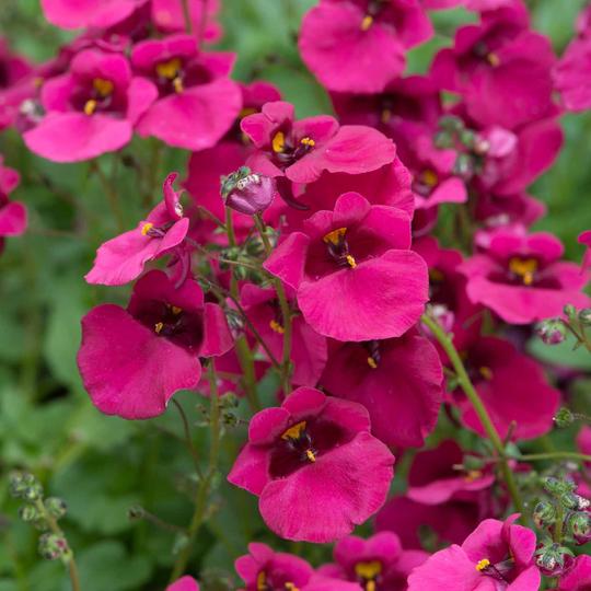 Diascia Plants