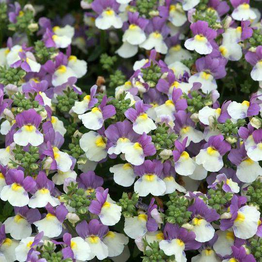 Nemesia Plant