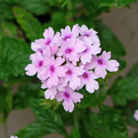 Verbena Plants