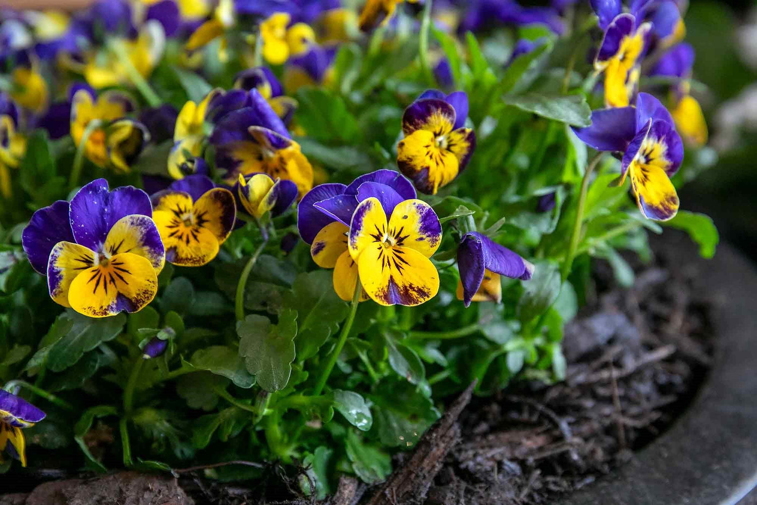 Cottage Garden Plants