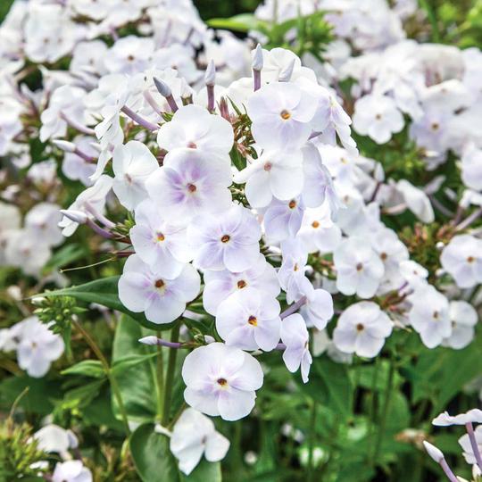 Phlox Plants