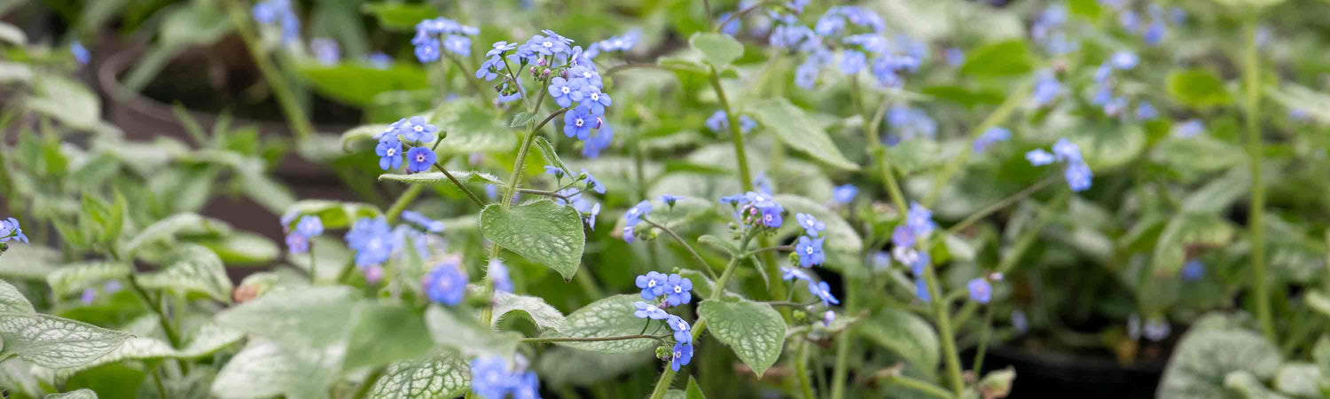 Brunnera