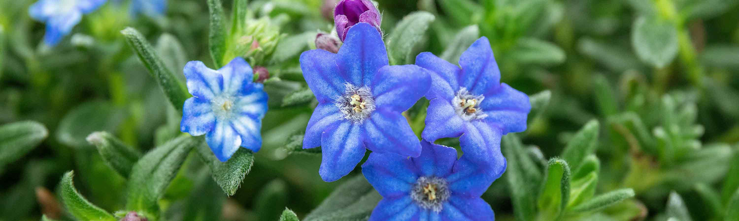 Lithodora Plants