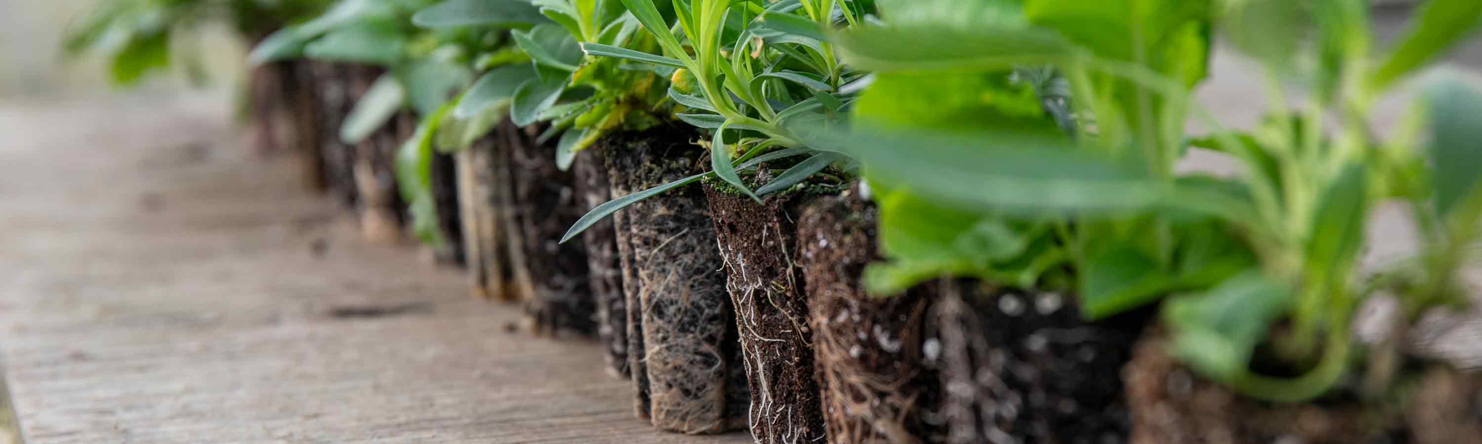 Marginal Plug Planting Garden Ready Perennial Plug Plants | Perennial Plants Garden Ready ...