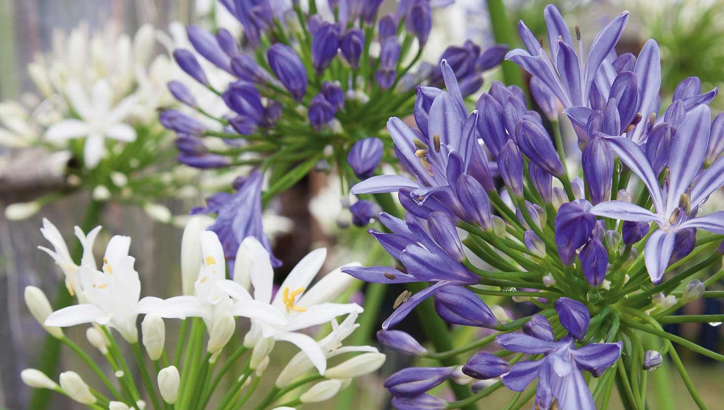 Agapanthus