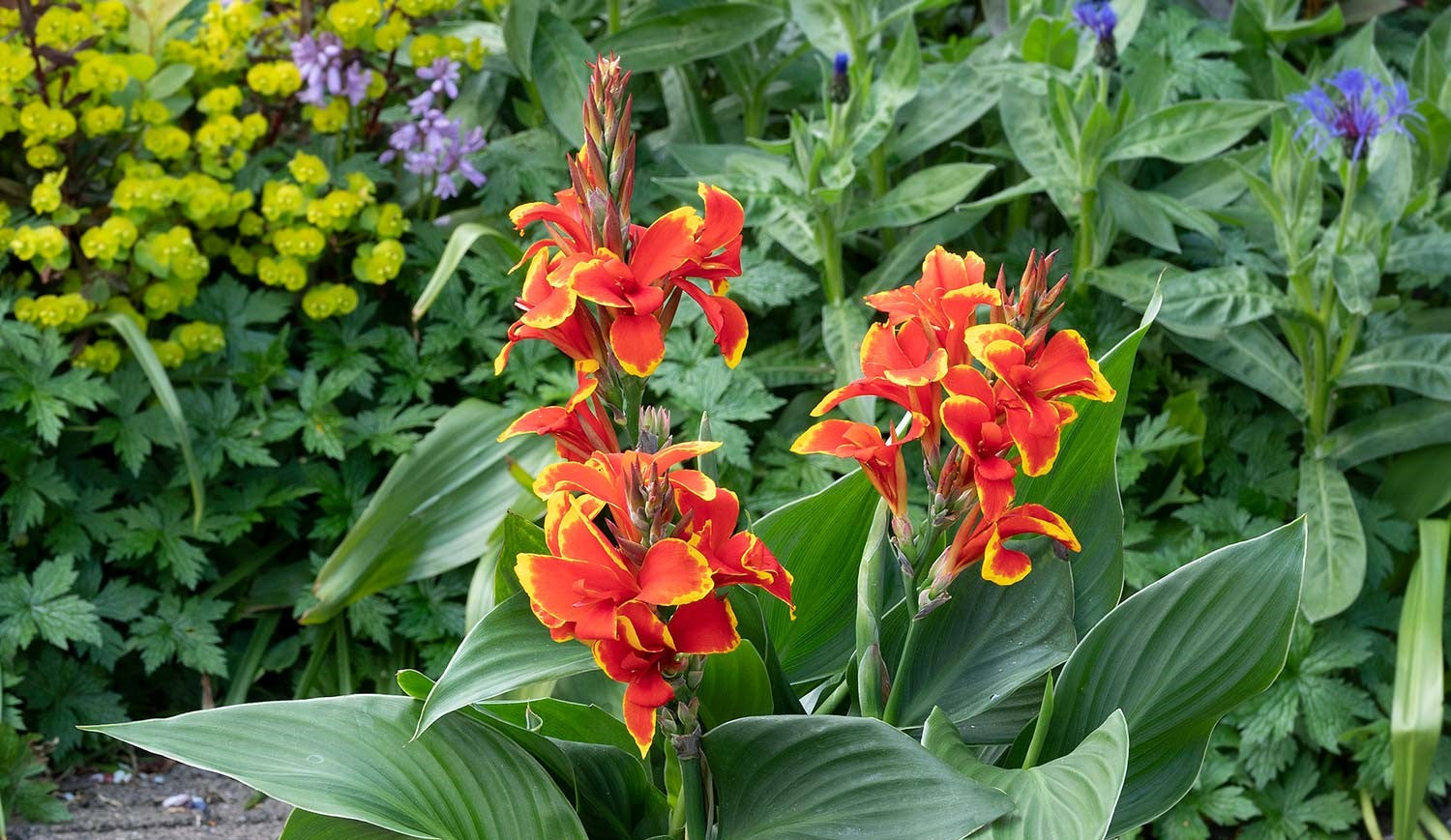 Canna Lily Plants