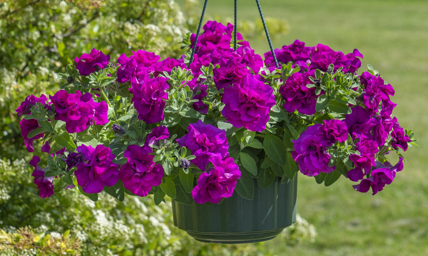 Trailing Petunias