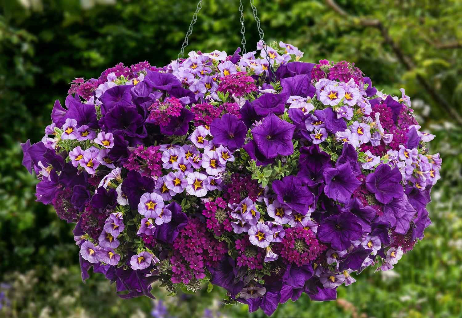 Summer Bedding Basket Collections