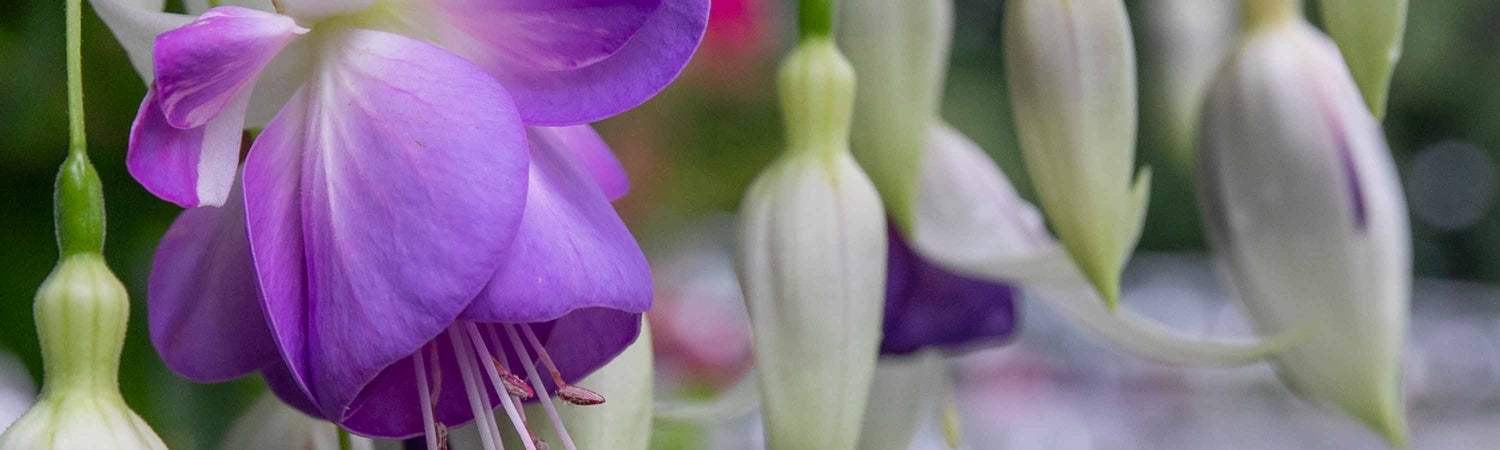 Summer Bedding Jumbo Plugs