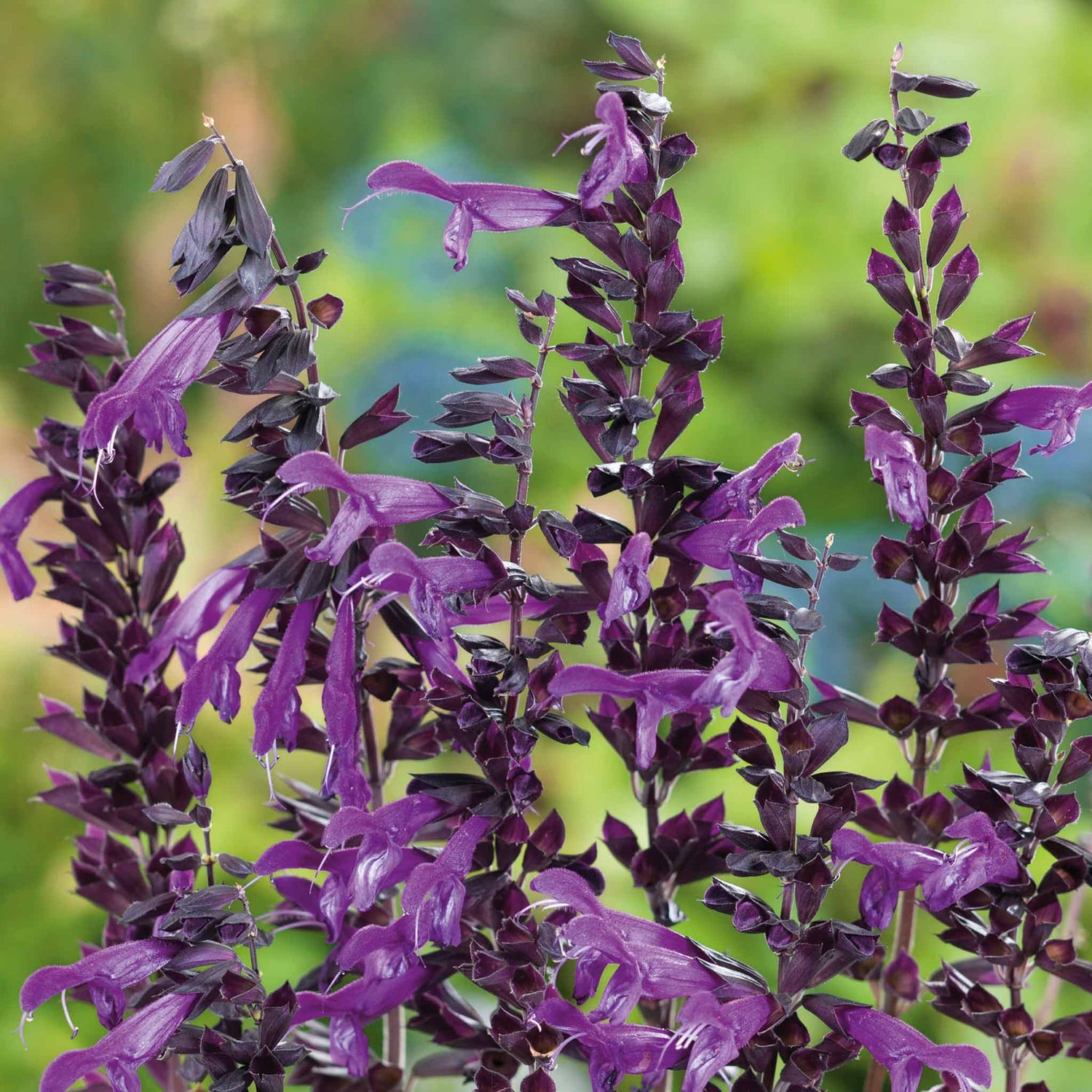Gardeners World Reader Offer GWR105
