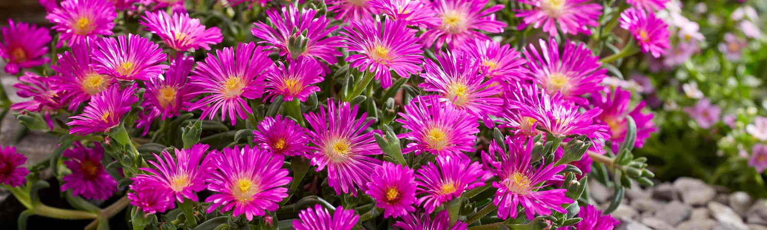 Delosperma Plants