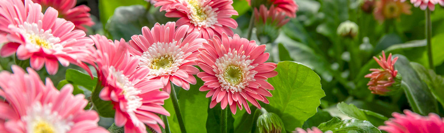 Gerbera Plants