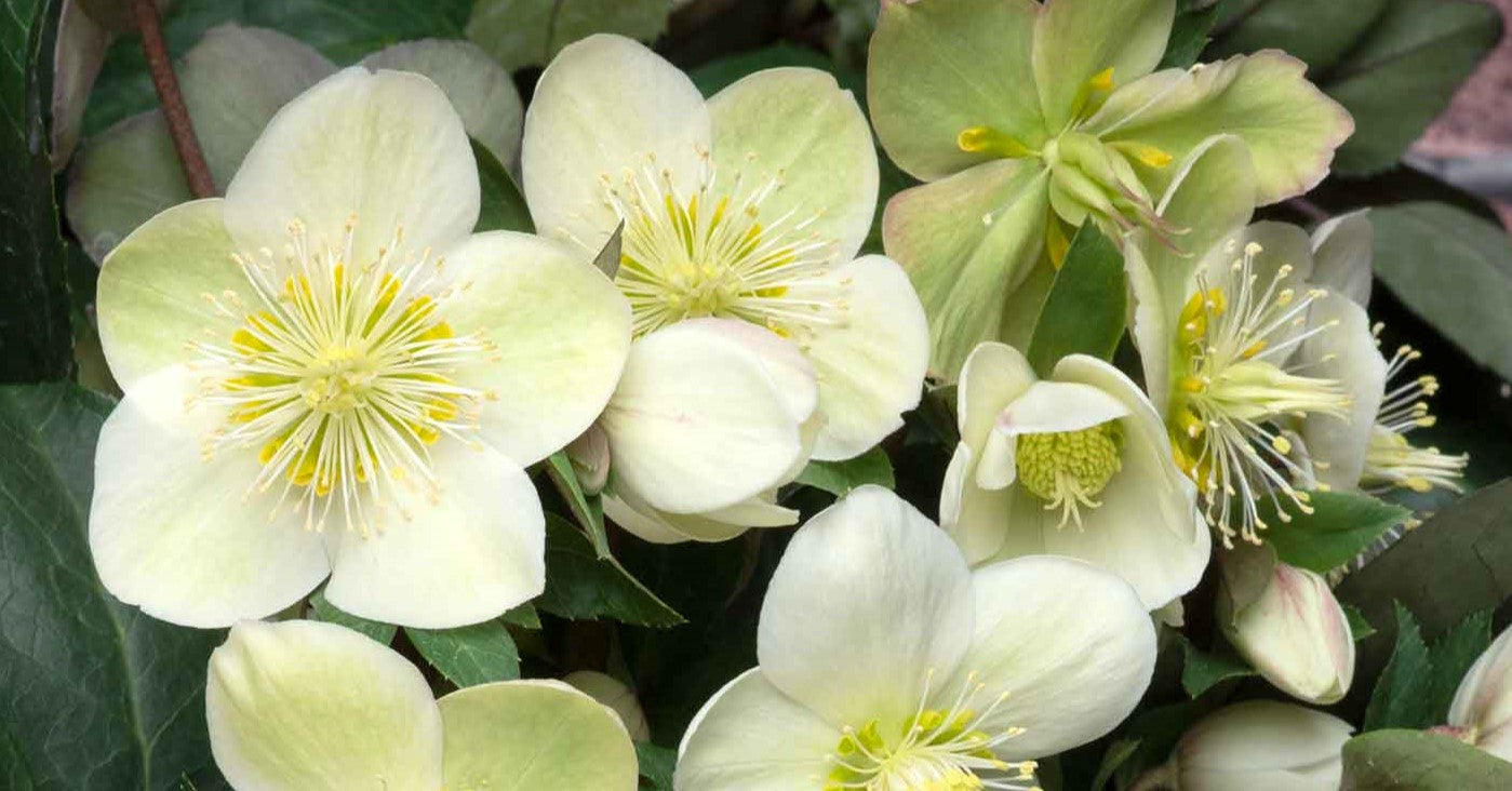 helleborus