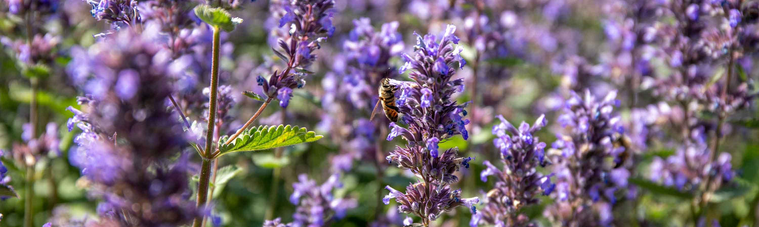 Nepeta Plants