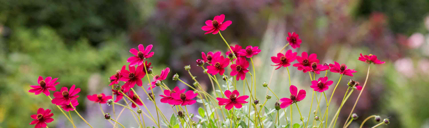 June Despatch Perennials