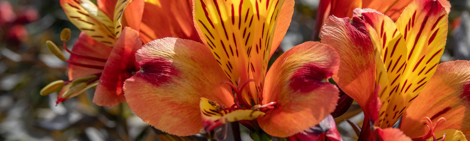 Gardeners World GWR104