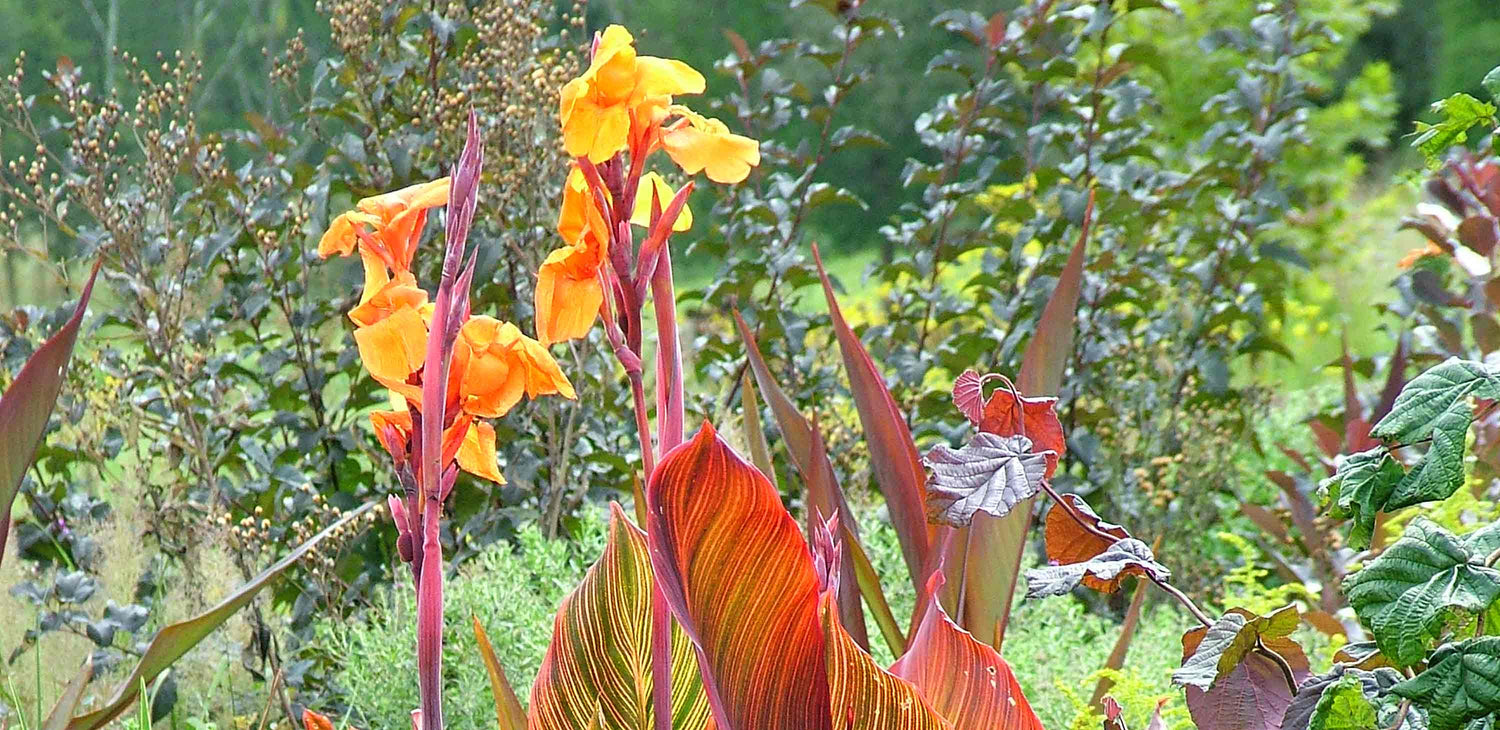 Canna Lily Promotion