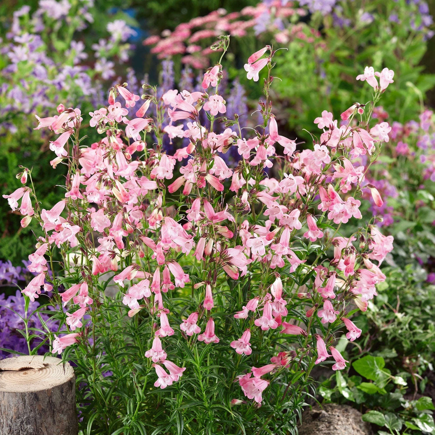 Penstemon Plants