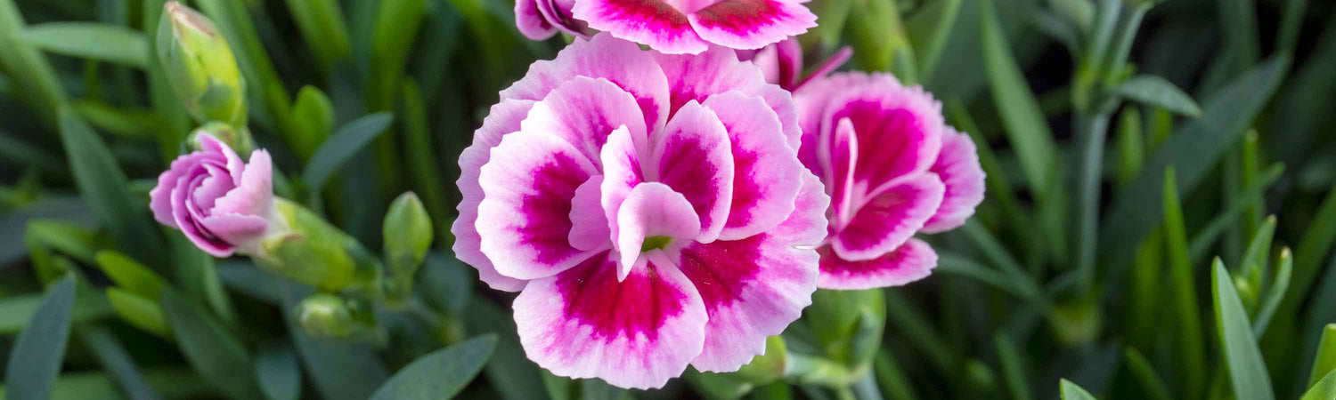 Dianthus Seeds