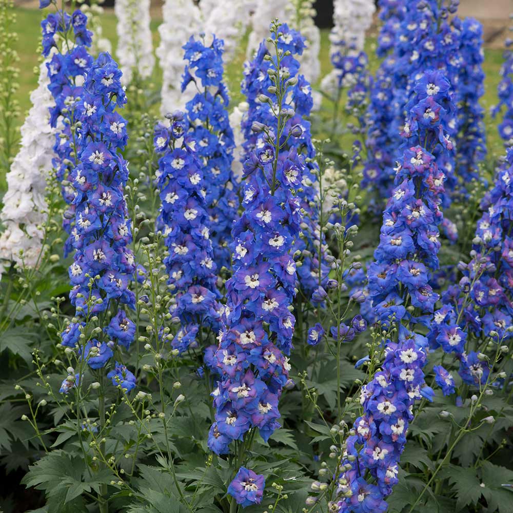 Delphiniums