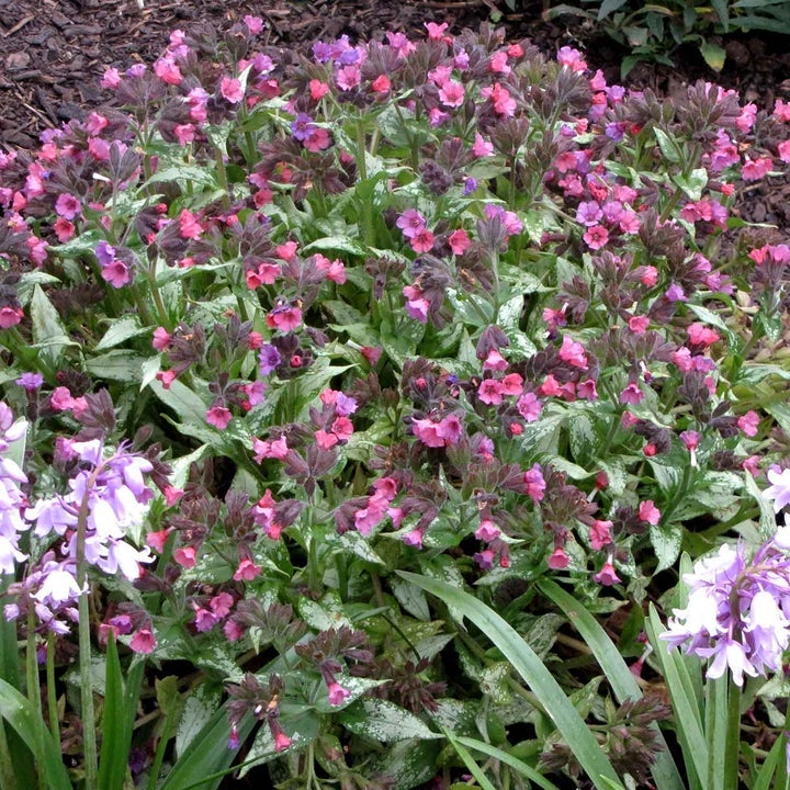 Pulmonaria Plants