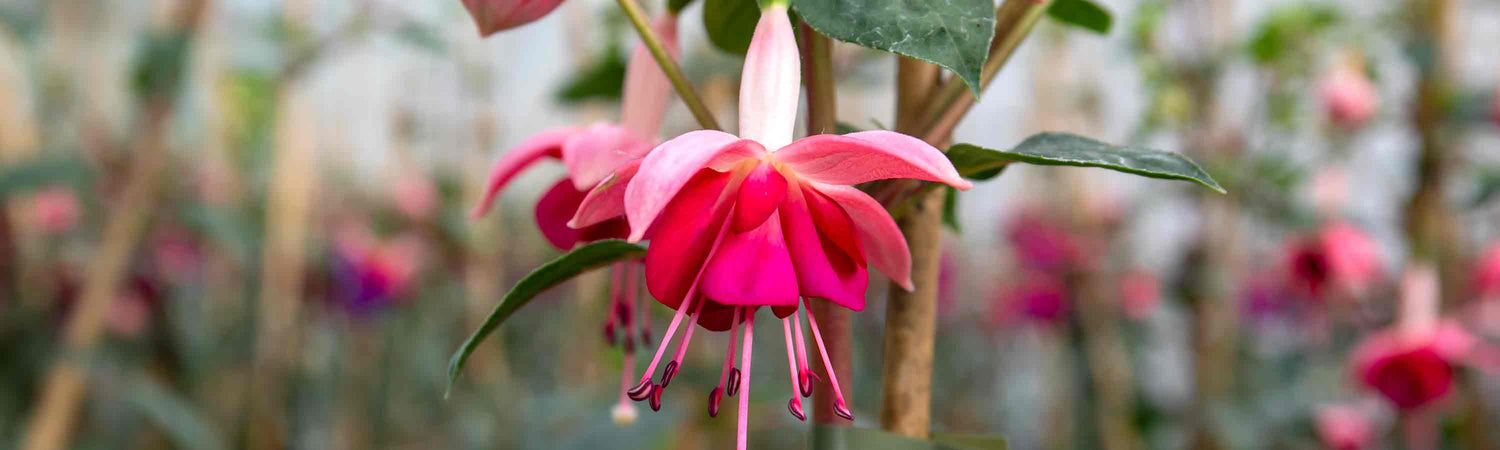 Standard Fuchsia Offer