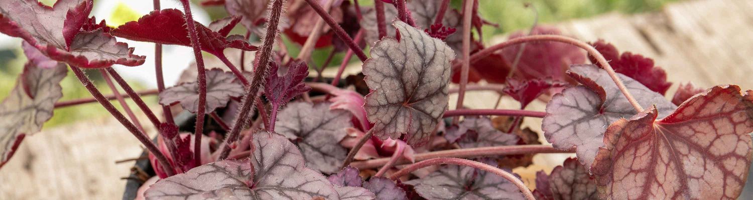 Heuchera Seeds