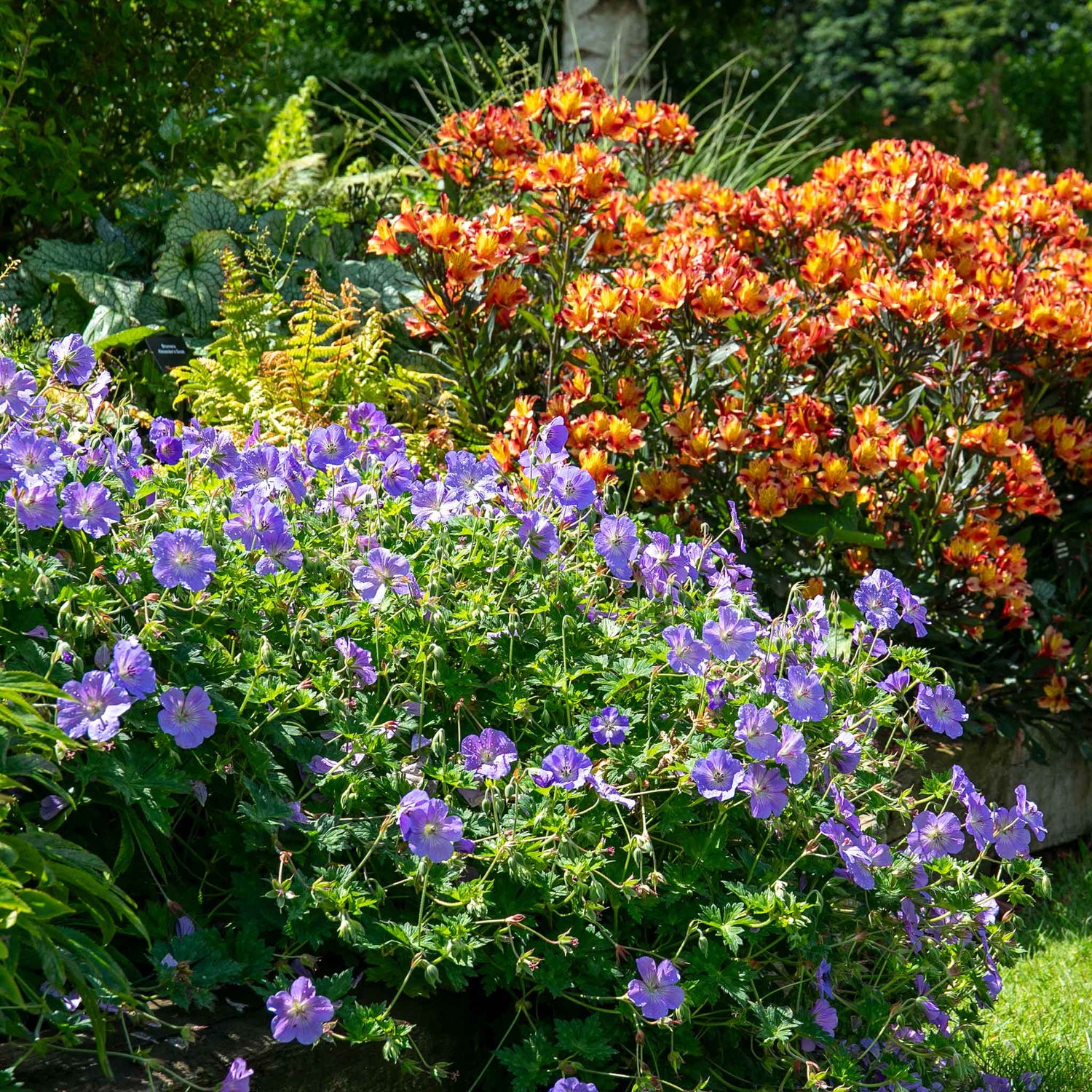 Hardy Geranium Offer
