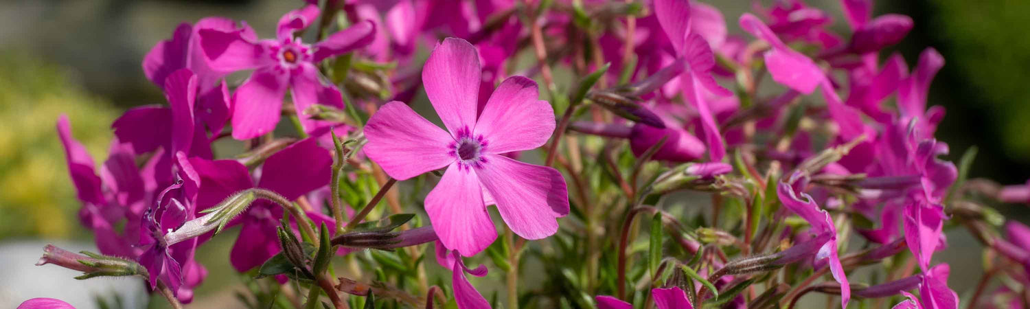 Phlox Seeds